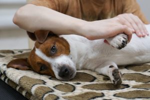 Weißt du wie du deinem Hund eine Massage gibst?