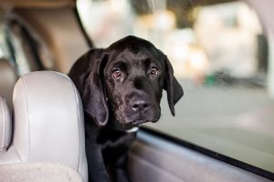 Autoreise mit Hund: Tipps und Tricks
