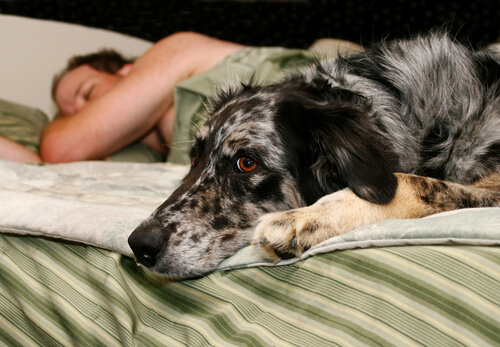 Hund im Bett
