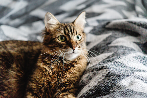 Katze im Bett