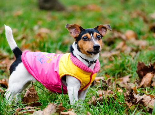 wenn du deinen Hund respektierst, ziehe ihn nicht an