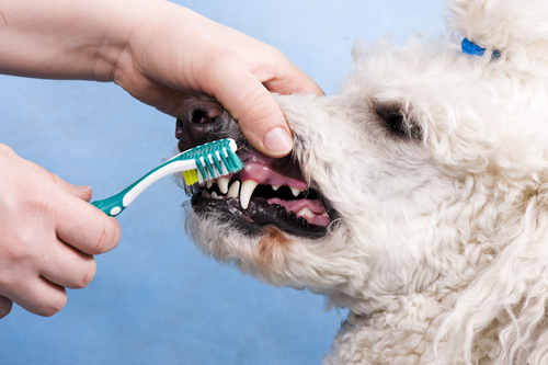 Mundhygiene - Hund die Zähne putzen