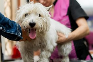 Welche Pflichtimpfungen gibt es für Hunde?