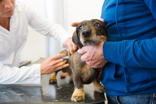 Pflichtimpfungen beim Tierarzt