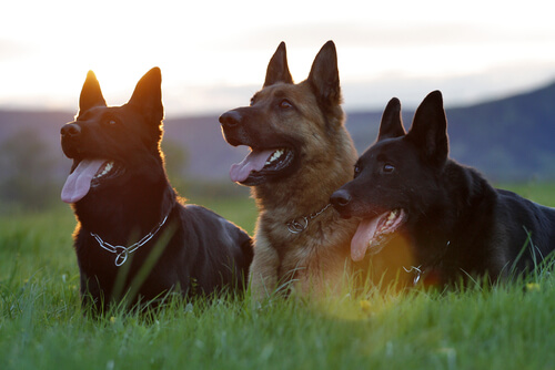 Tipps, um einen Hund zu sozialisieren