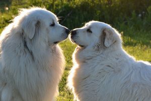 Tipps, um einen Hund zu sozialisieren
