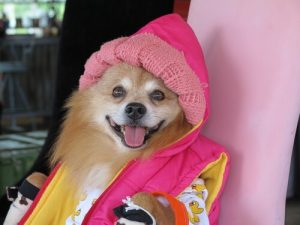 Dein Haustier ist kein Mensch!