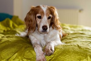 Warum schnüffeln Hunde am Intimbereich?