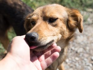 Warum will mich mein Hund ständig ablecken?