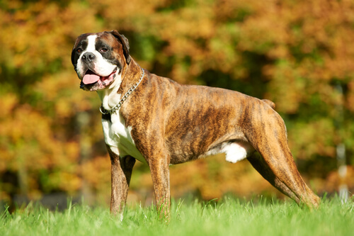 die anhänglichsten Hunderassen: Boxer