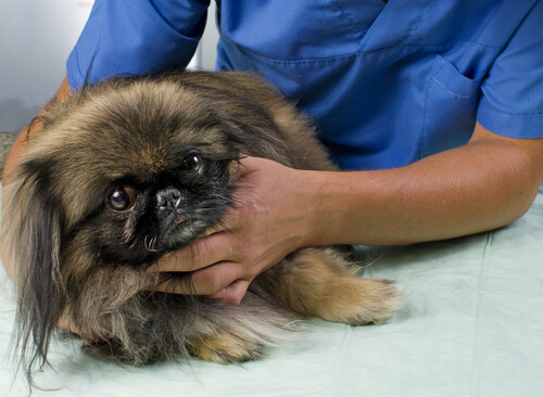 Leukämie bei Hunden Ursachen und Symptome Deine Tiere