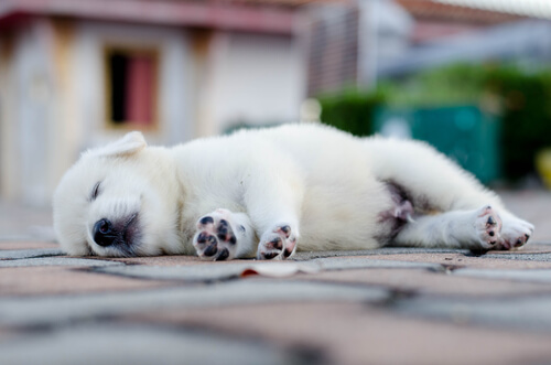 Wie schläft mein Hund Schlafpositionen und ihre Bedeutung