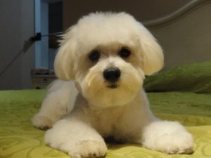 Hunde für die Wohnung