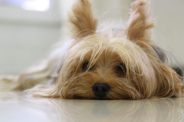 Auch der Yorkshire Terrier kann ohne Probleme in einer Wohnung gehalten werden.