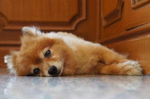 Wie bringe ich einem Welpen bei, nachts nicht zu winseln?