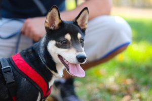 Vermenschlichung von Hunden