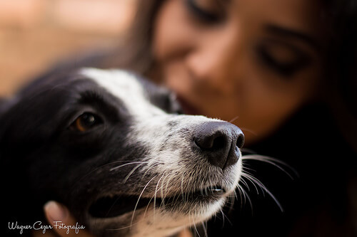 Die Humanisierung von Hunden liegt oft darin begründet, dass Menschen zu anderen Menschen kein Vertrauen fassen.