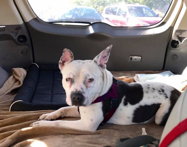 einst angekettete Hündin ist jetzt glücklich