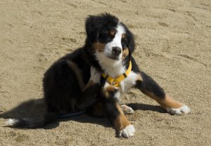 Flöhe mit diesen Hausmitteln bekämpfen