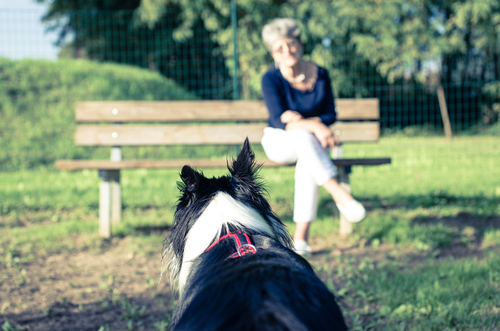 Frauchen mit Hund, dem es gut geht