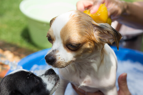 kleinen Hund reinigen