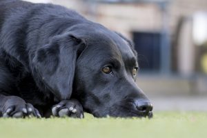 Krankheiten bei alten Hunden und ihre Behandlung