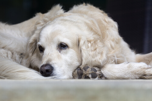 Bei Krankheiten von alten Hunden wollen diese oft das Haus nicht mehr verlassen.
