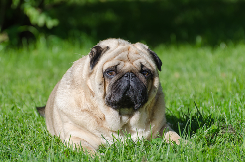 Fettleibigkeit ist eine Krankheit die oft bei alten Hunden auftritt.