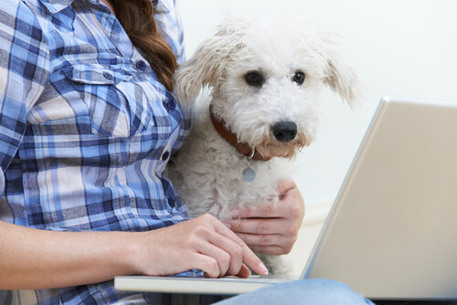 Warum läuft mir mein Hund immer nach? Deine Tiere