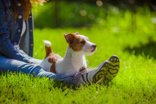 Warum läuft mir mein Hund immer nach? Deine Tiere