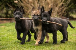 8 liebevolle Hunderassen