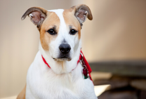 liebevolle Mischlingshunde