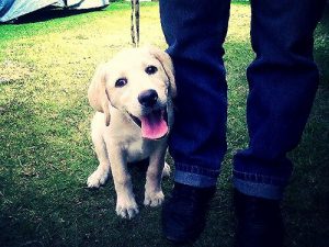 Warum läuft mir mein Hund immer nach?