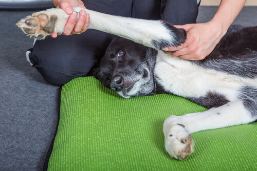 Warum du deinem Hund eine Massage geben solltest