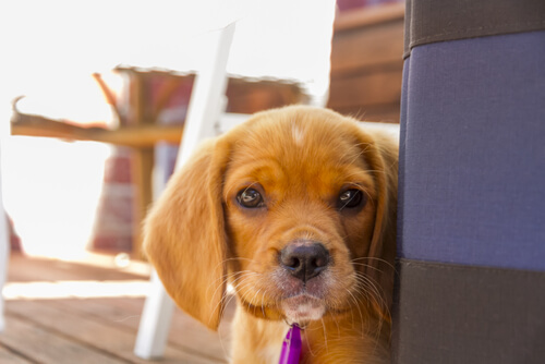 10 Dinge die du vermeiden solltest, wenn du deinen Hund respektierst 10 Dinge die du vermeiden solltest, wenn du deinen Hund respektierst