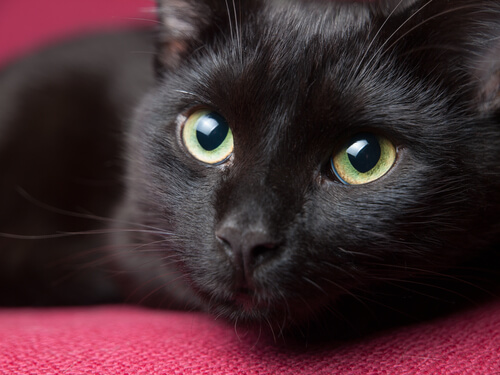 schwarze Katzen