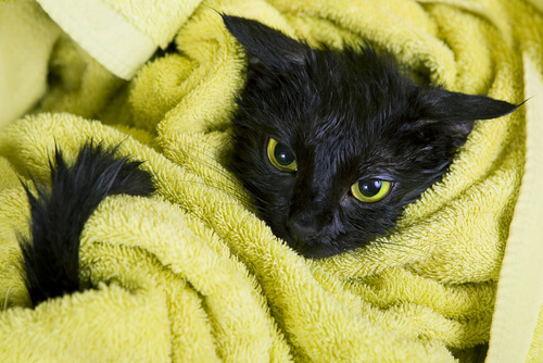 schwarze Katzen in Handtuch