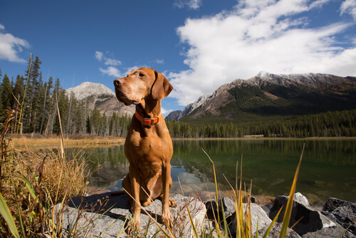 Signale die zeigen, dass es deinem Hund gut geht