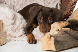 Wie kann ein Hund die Trauer um ein anderes Haustier überwinden?