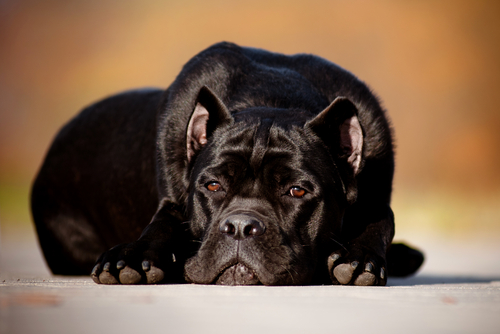 Hund leidet durch Trauer