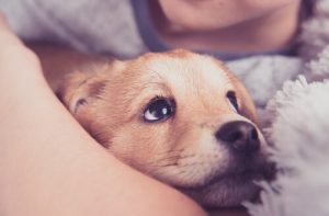 Was ist Anaphylaxie bei Hunden?