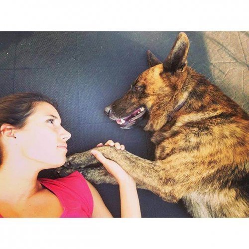 Anaphylaxie und die Folgen beim Hund