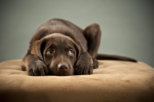 Angstverhalten eines Hundes