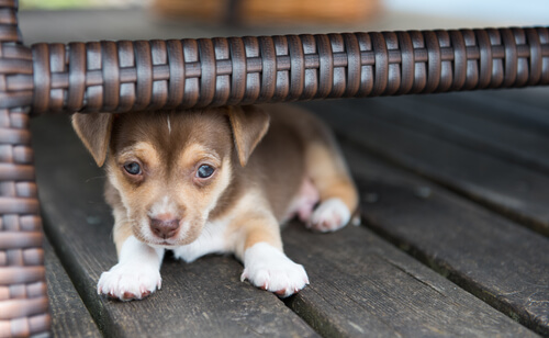 Angstverhalten eines Hundes
