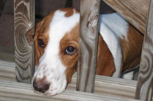 Angstverhalten bei Hunden