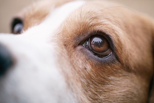 Augenwürmer beim Hund Ursachen, Symptome und Behandlung