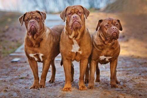Bordeaux Dogge: ein Riese unter den Hunden