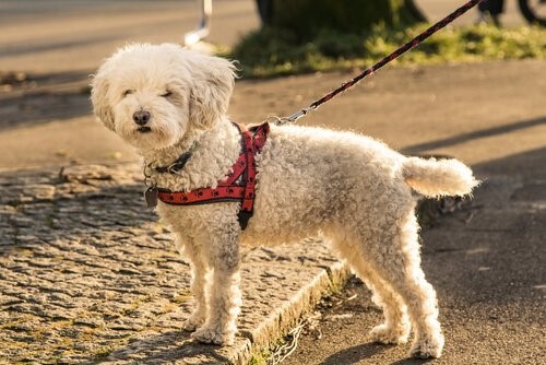 Das Hundegeschirr - Hund an Leine