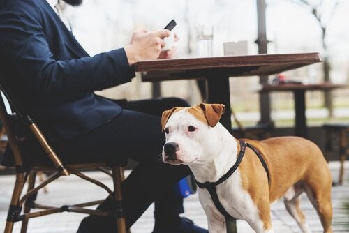 Das Hundegeschirr - Hund im Cafe