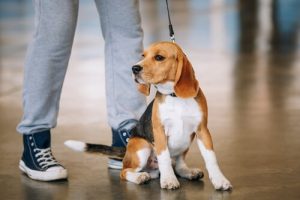 Dein Hund kennt dich besser als alle anderen